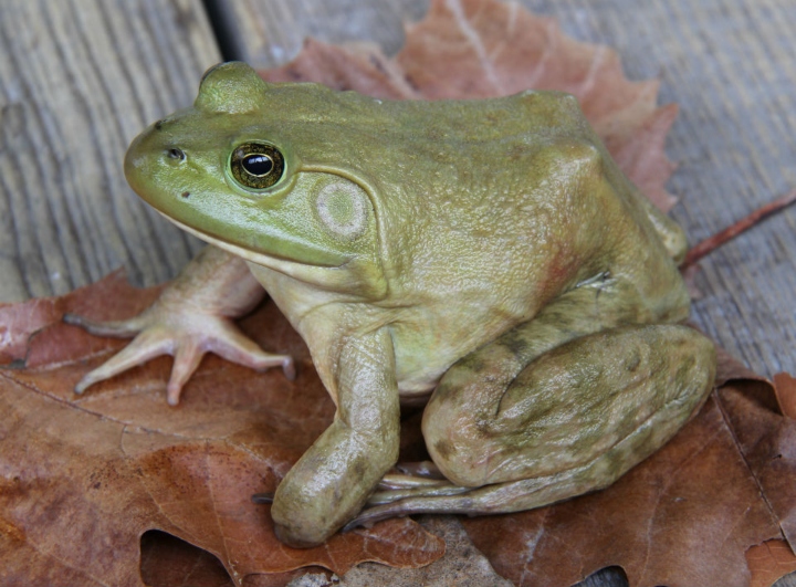 American Bullfrog